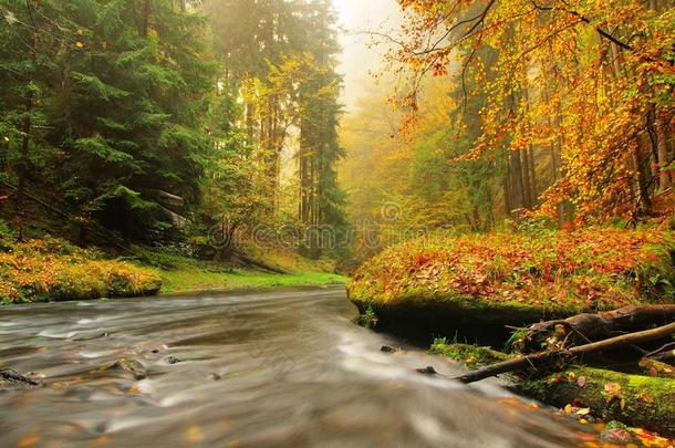 秋天山毛榉树叶覆盖的秋天山河的石岸。水面上树枝上的新鲜绿叶