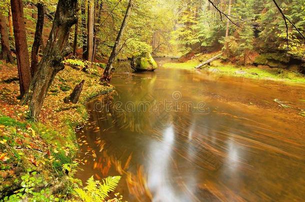 秋天山毛榉树叶覆盖的秋天山河的石岸。水面上树枝上新鲜的绿叶使它五彩缤纷