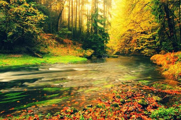 梦幻般的秋天山毛榉树叶覆盖的山涧。水面上树枝<strong>上新</strong>鲜的绿叶使色彩鲜艳