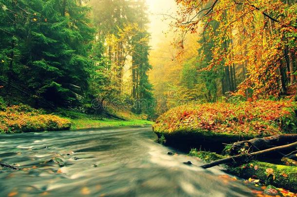 秋<strong>天山</strong>毛榉树叶覆盖的秋<strong>天山</strong>河的石岸。水面上树枝上新鲜的绿叶使它五彩缤纷