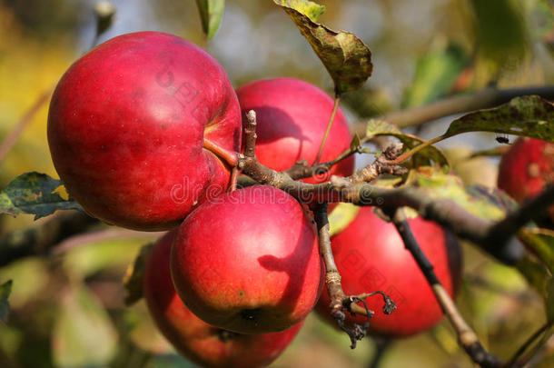 树枝上成熟的鲜红色苹果