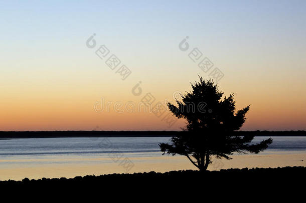 落日时巨大的海滩树剪影