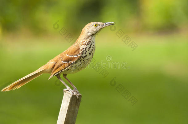 常见的画眉鸟坐在篱笆柱上。
