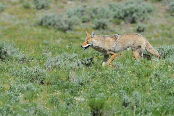 在黄石国家公园寻找食物的郊狼。