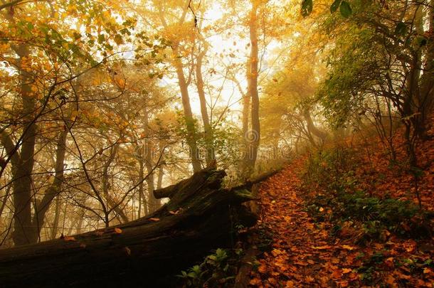 落叶林中的秋雾。在雾下弯曲的山毛榉和枫树树叶较少。下雨天。