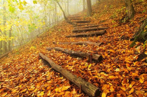 五彩缤纷的秋林中的木栈道，旅游步道。