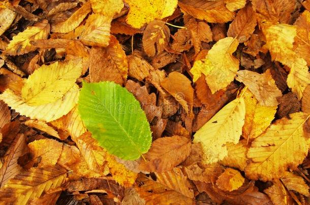 破碎的绿色山毛榉叶子在橙色山毛榉叶子地上。鲜艳的秋色。
