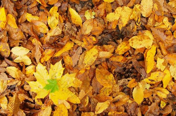 橘红色山毛榉树叶地上的碎黄色枫叶。鲜艳的秋色。