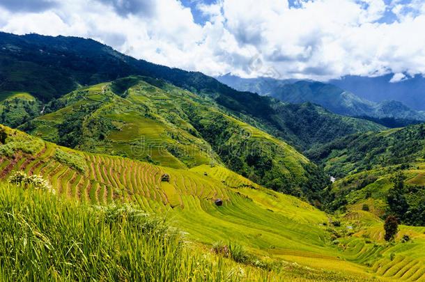 越南风景：越南延白木仓寨的水稻梯田