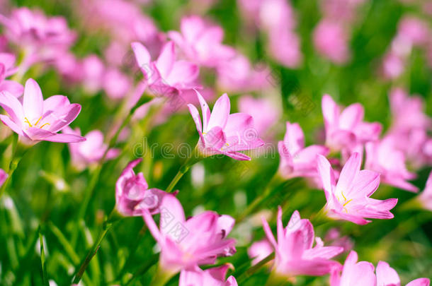 粉红色的<strong>西风</strong>植物在花园里开着百合花