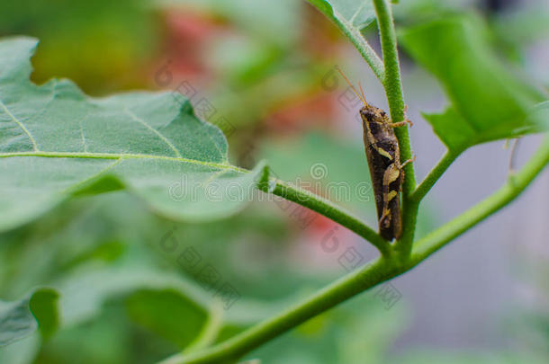 树叶上的蚱蜢