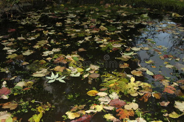 漂浮在小池塘上的树叶