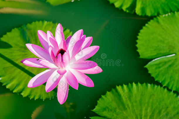粉红色的荷花池，美丽的<strong>水中植物</strong>