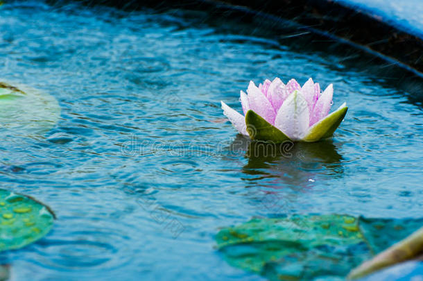 一朵美丽的粉红色睡莲或荷花，在雨中的池塘里