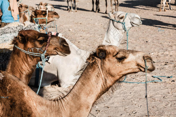 阿拉伯骆驼或单峰骆驼也叫单峰骆驼