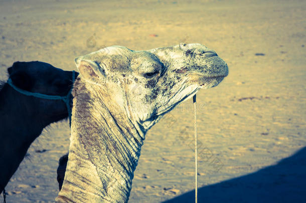 阿拉伯骆驼或单峰骆驼也叫单峰骆驼