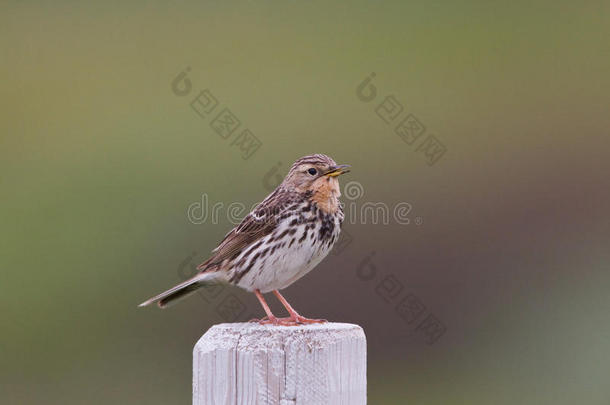 红喉<strong>琵琶</strong>（anthus cervinus）特写