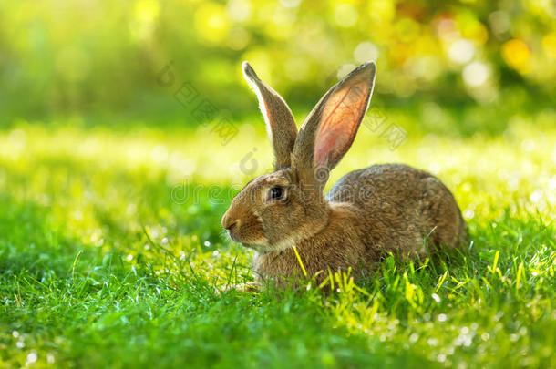 坐在草地上的棕色<strong>兔子</strong>