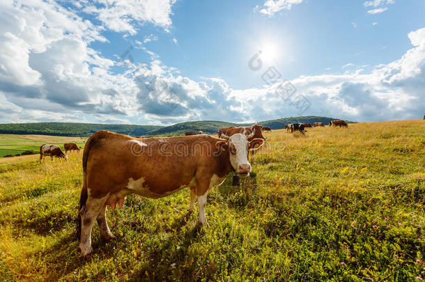 <strong>一群牛</strong>在阳光充足的田野上吃草