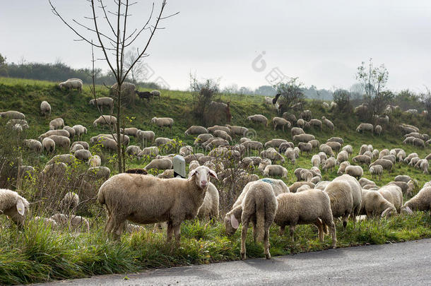 农业动物国内的母羊农场