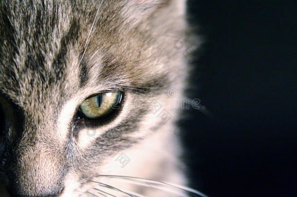 黑色背景上一只美丽的绿眼睛猫的肖像