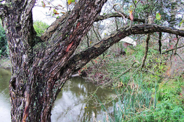 一种树皮奇特的树，靠近水面
