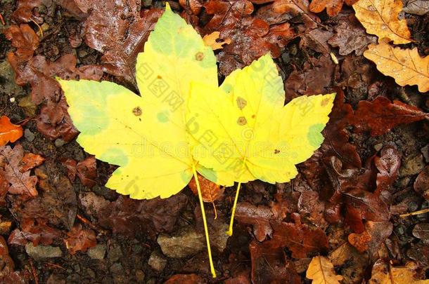 橘红色山毛榉树叶地上的碎黄色枫叶。鲜艳的秋色。