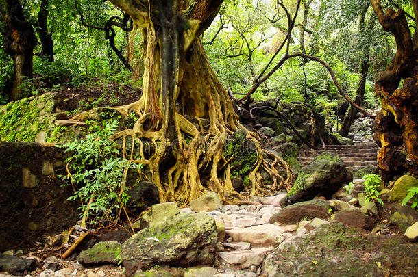 丛林中有树根和楼梯的树
