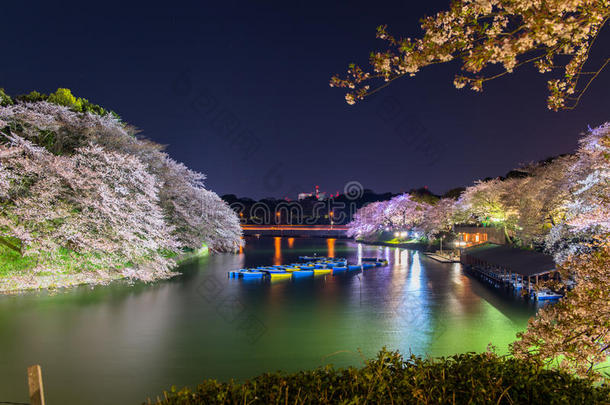 东京富士千里香的樱花