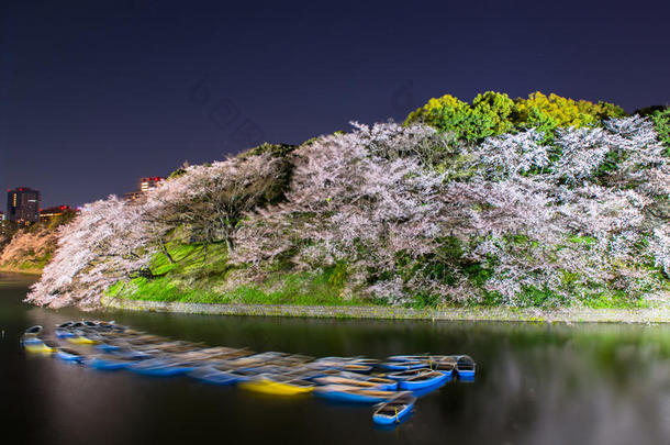 东京富士千里香的樱花