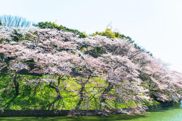 东京富士千里香的樱花