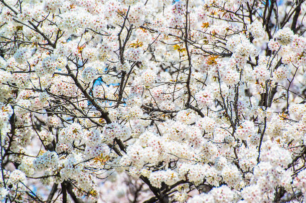 东京富士千里香的樱花