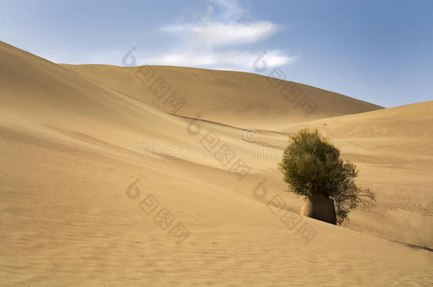沙漠中的孤树