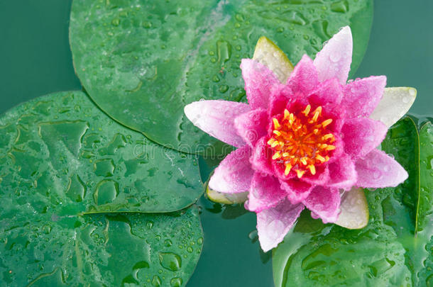 粉红色的睡莲还是池塘里的荷花