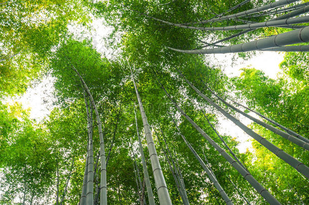 竹林，竹林在荒山，京都，日本