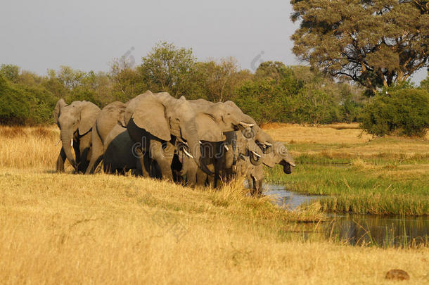 一群非洲象在喝酒
