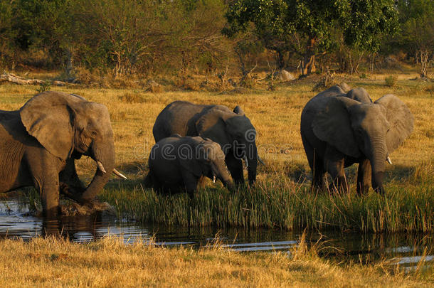 一群非洲象在喝酒