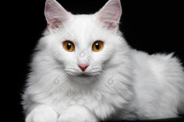 黑底纯白猫