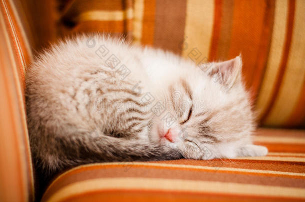 可爱美丽的小白猫睡觉