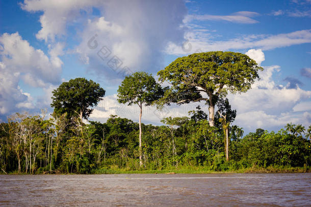 亚马逊河丛林屋船神奇树