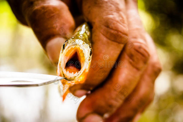 在亚马逊河钓鱼<strong>食人鱼</strong>。亚马逊丛林