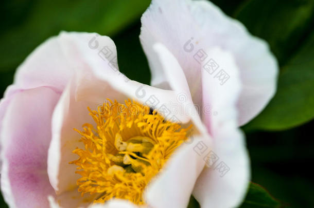 淡粉色牡丹花