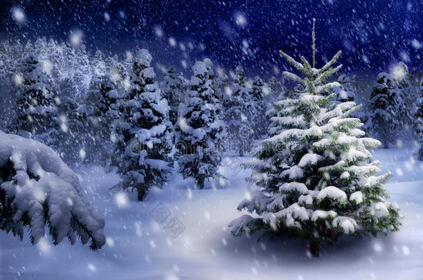 雪夜的冷杉树