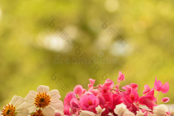 背景为白色和粉色花朵