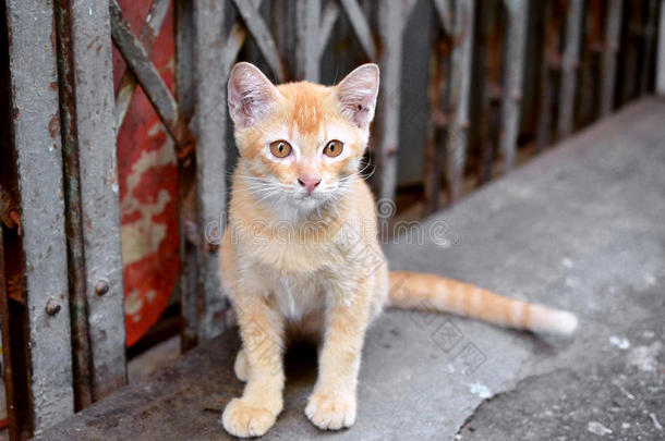 姜黄色可爱的喵喵叫泰国小猫。在户外