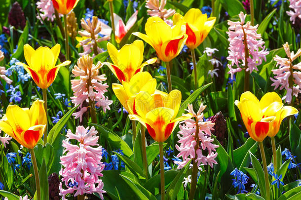 春天黄红色郁金香和粉红色风信子特写。