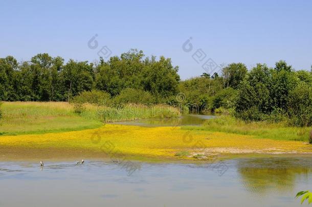 候鸟保护区的湿地，沙滩上开着小黄花