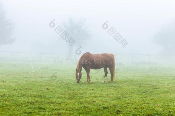 雾中草地上的马