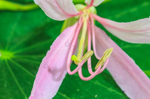 白色背景下紫荆属花粉<strong>特写</strong>