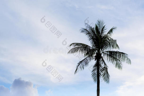 背景中椰树和天空的剪影。
